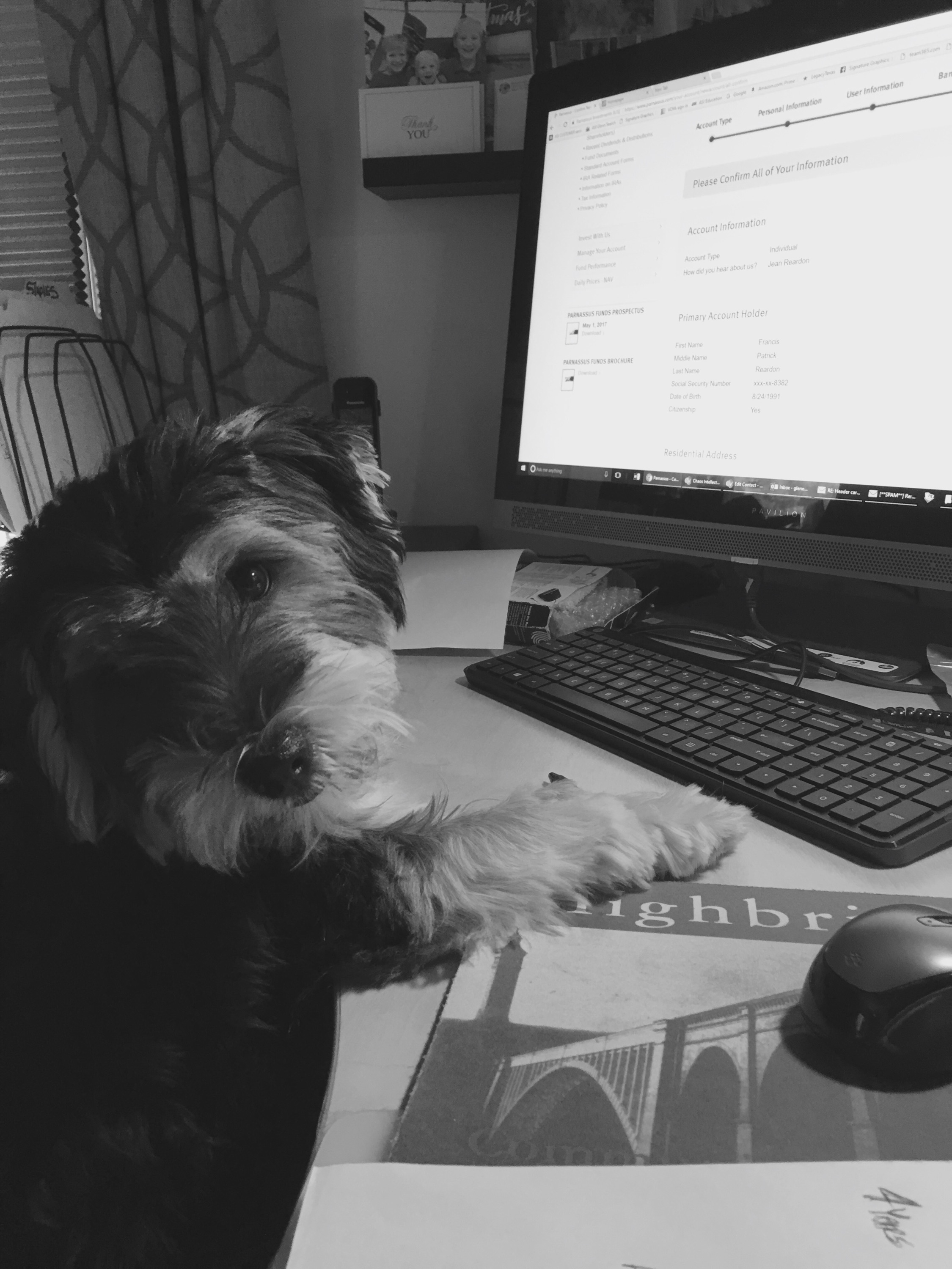 dog on computer